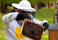 Памятка действий пчеловода при гибели пчёл от ядохимикатов