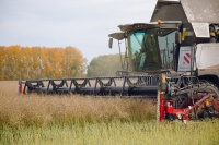 В Гурьевском округе собрали 90,5 тысяч тонн зерновых и зернобобовых культур, что на 35 % больше уровня 2019 года