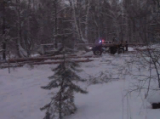 Вынесен приговор нелегальным дровосекам, вырубившим лес на сумму более 500 000 рублей